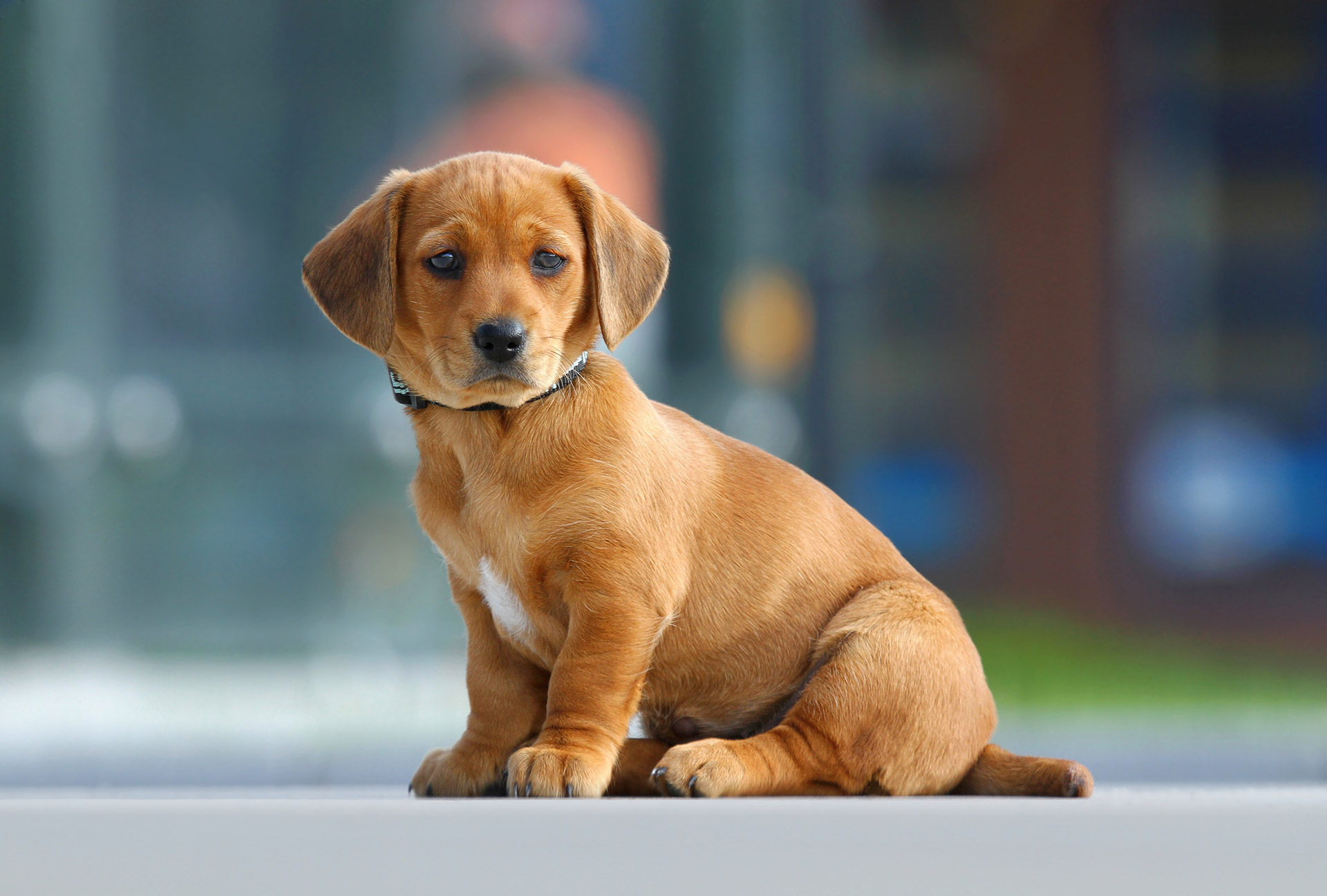 Veterinarian in Georgetown, KY | Best Pets Animal Clinic